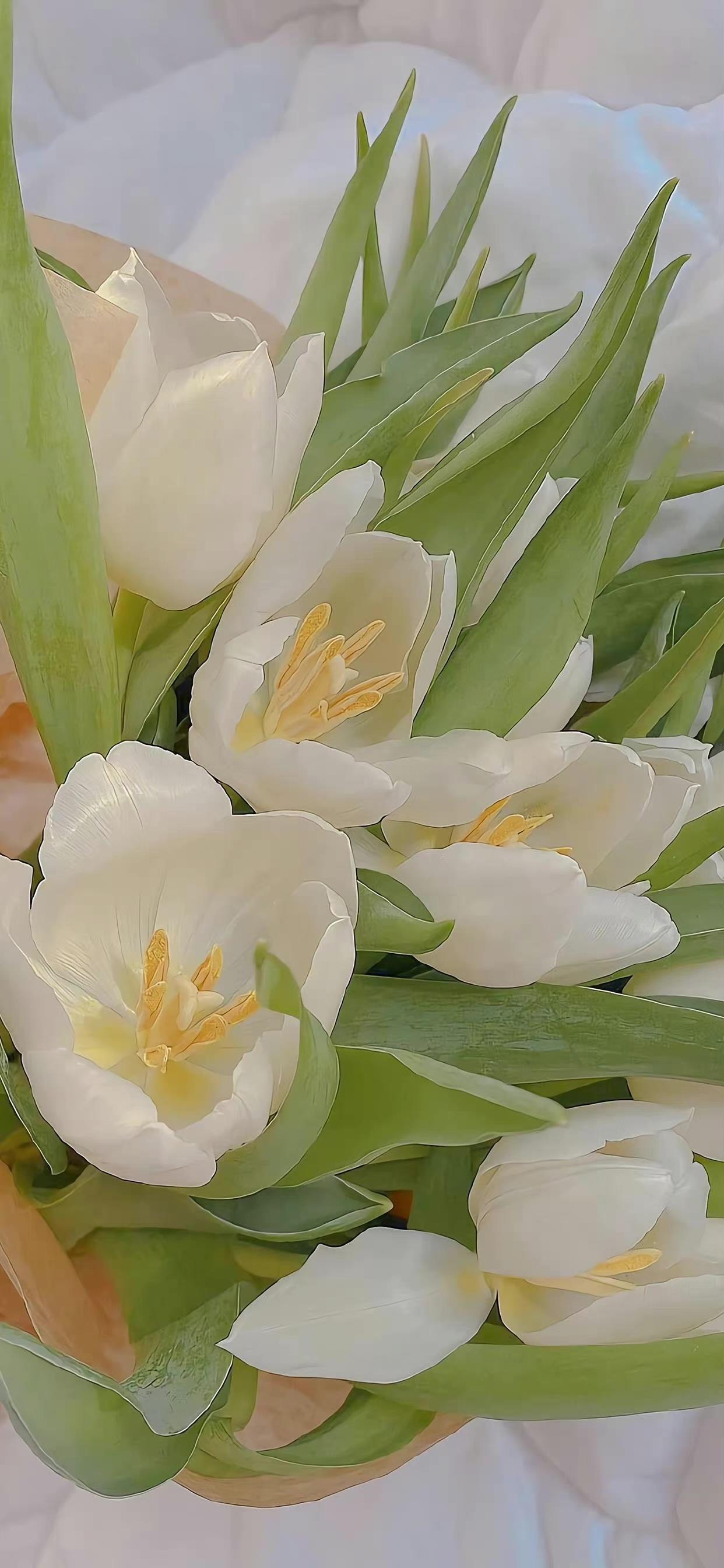 有没有这样关于玫瑰花的微信背景图或者有意境的文字背景图? - 知乎