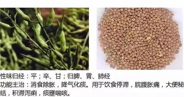 500余种中草药图  第238张