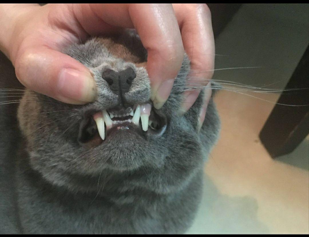 猫咪的尖牙会划破自己的口腔吗? - 知乎