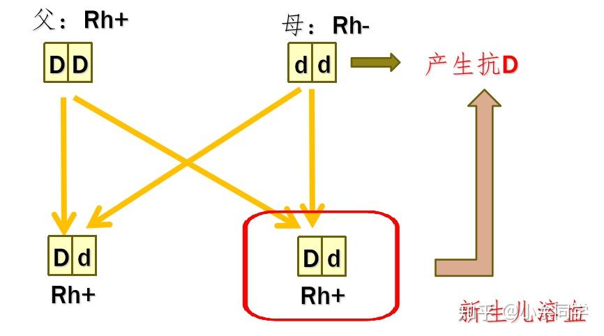 rh血型阳性D变异什么意思? - 知乎