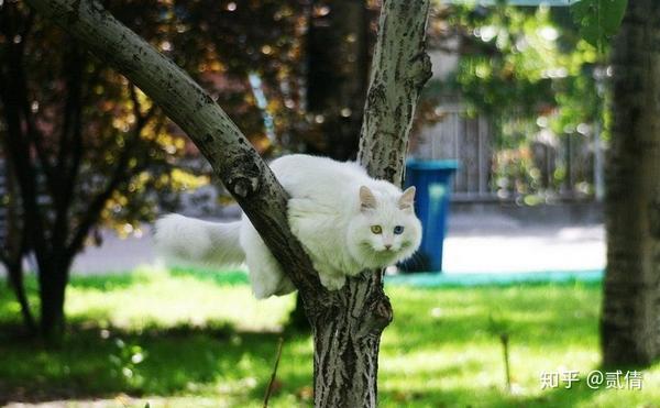 每天带你了解一种猫——临清狮子猫 - 知乎
