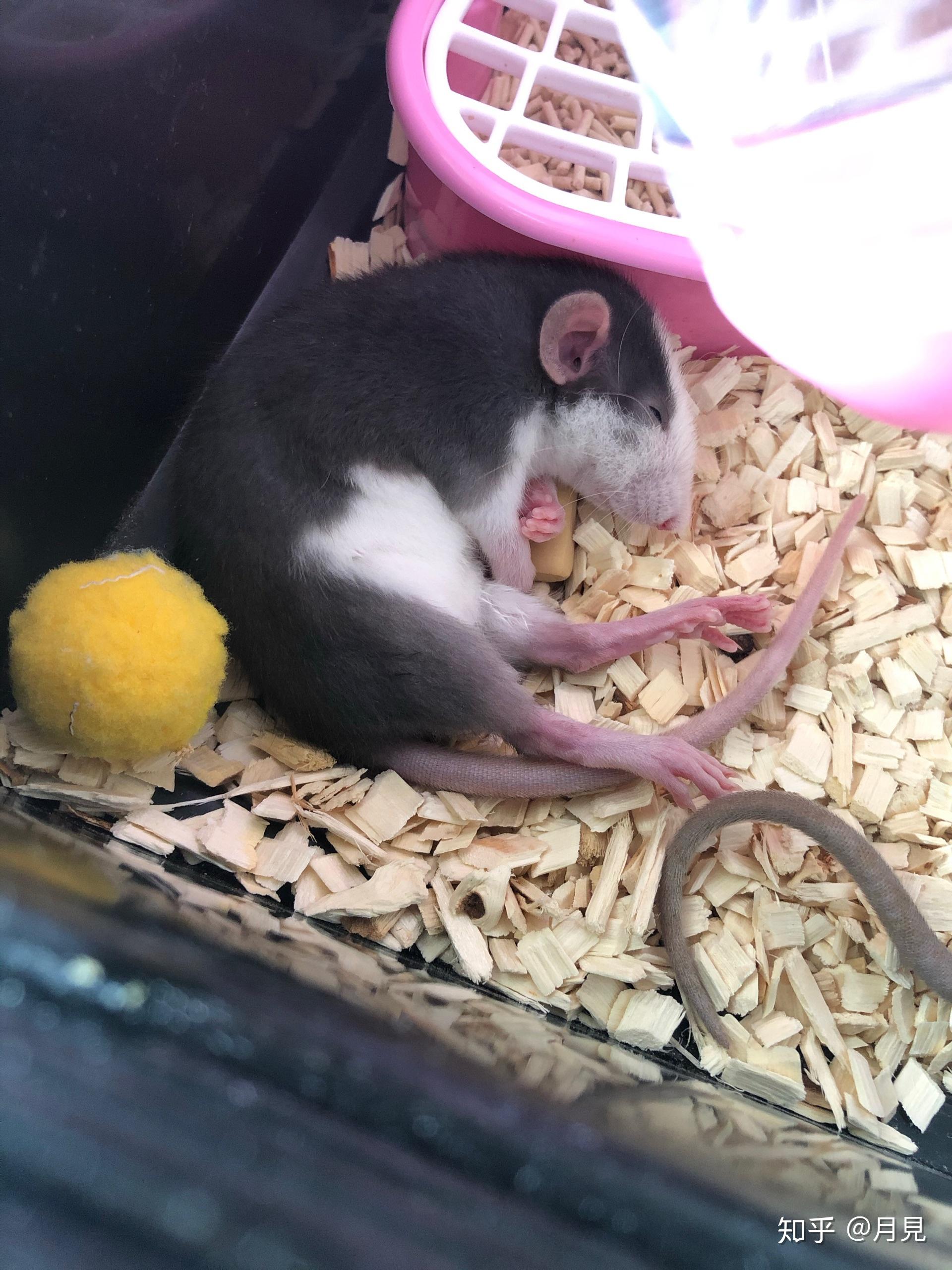 花枝鼠好凶怎么办?