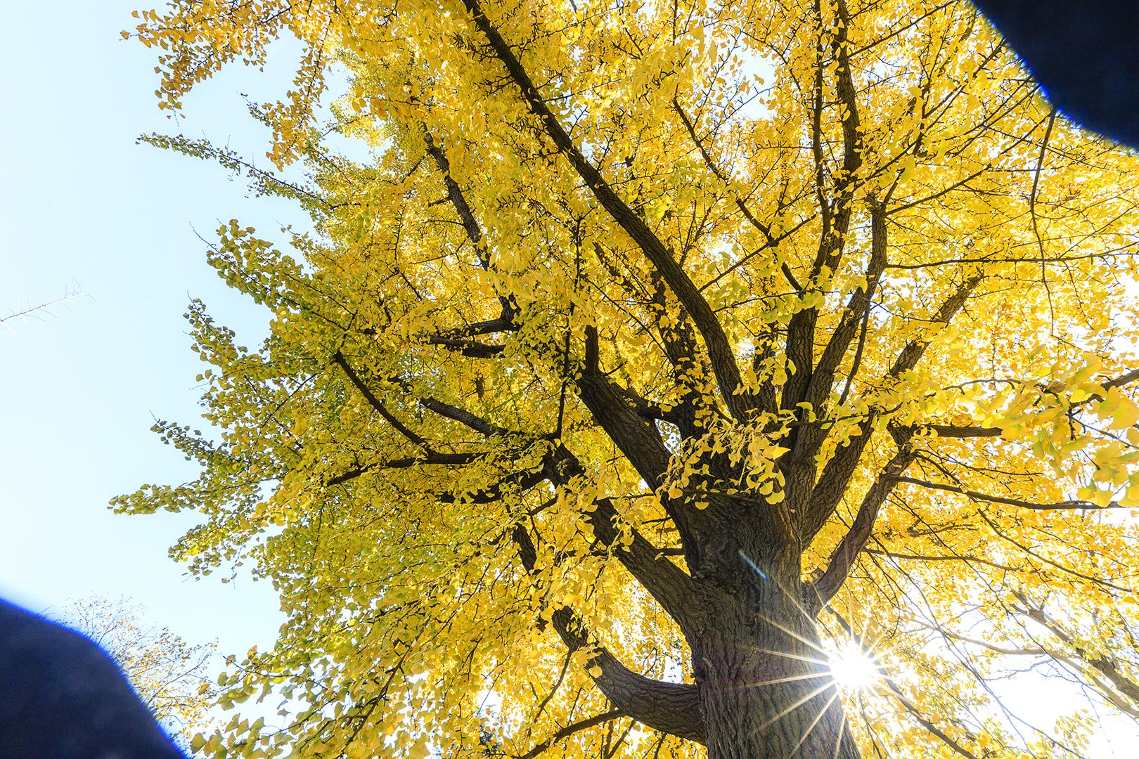 佳能知eos 700d相机拍出的照片,横拍左下角和右上角对称黑屏,拍摄时