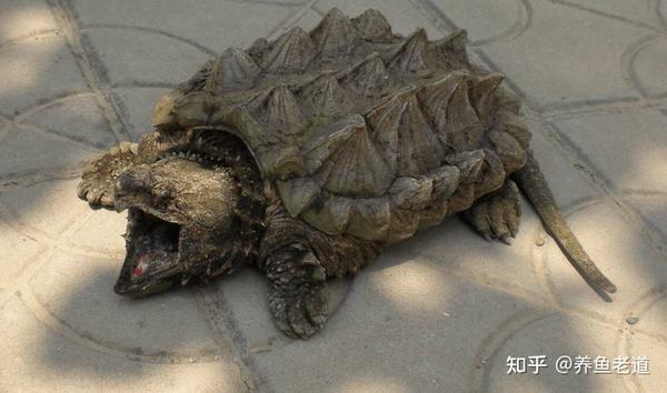 市面上都有哪些常见的宠物龟，什么龟比较适合家养？ - 知乎