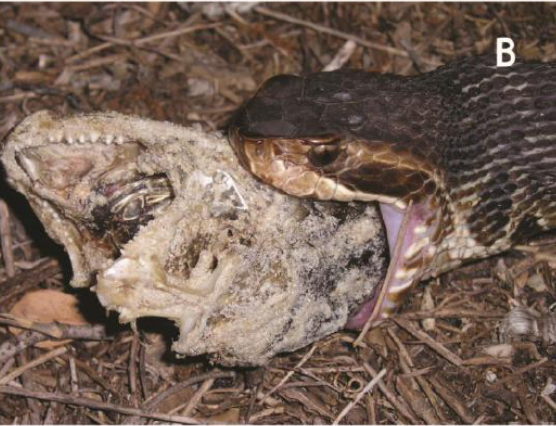 蛇吃东西会不会被自己噎死？