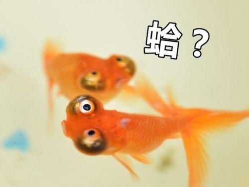 v2-6525fd45269a17ac089eb9835fb069f9_1440w.jpg?source=172ae18b