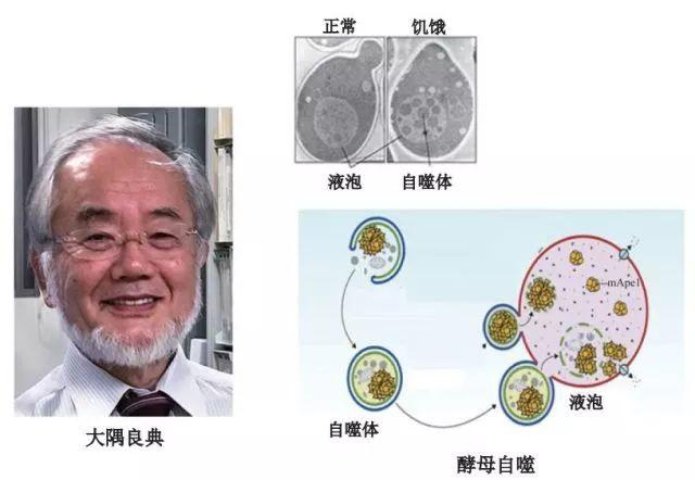 週期(cell cycle)一般分為細胞間期(g0),有絲分裂期和胞質分裂期(m)