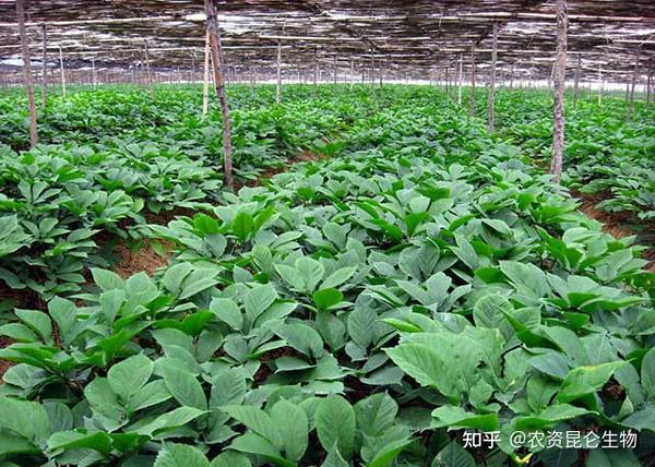 人参用什么肥料可以增产 人参用什么肥料长根 人参种植前应怎样管理 知乎