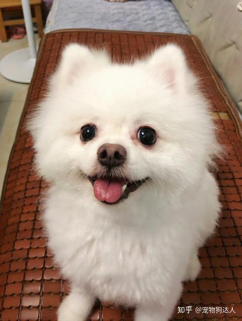 博美犬泪痕什么原因?这几点是"元凶"!