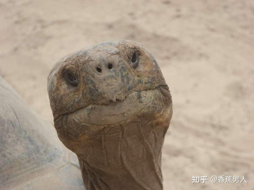 由於炎症的存在會導致龜頭和冠狀溝表面形成分泌物,呈淡白色,分泌物由