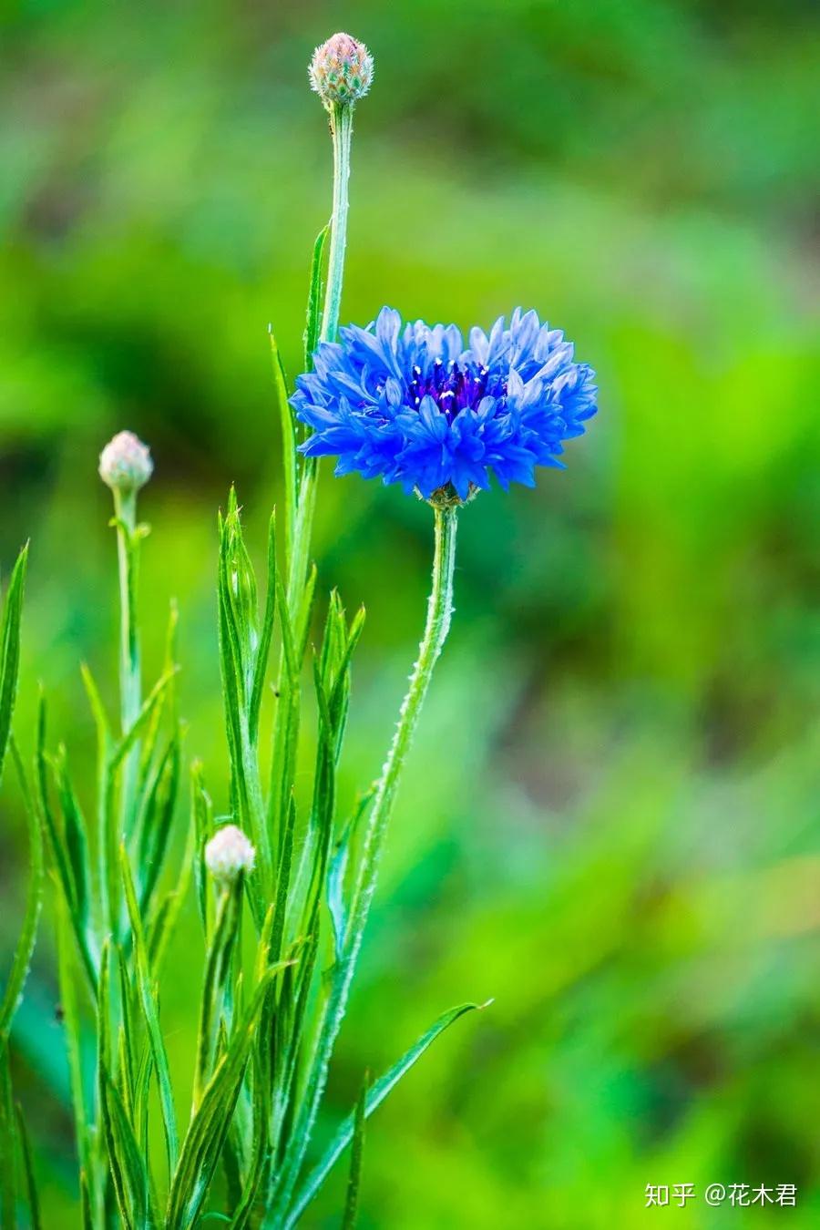 蓝色优雅的矢车菊,如何栽培和防倒伏?