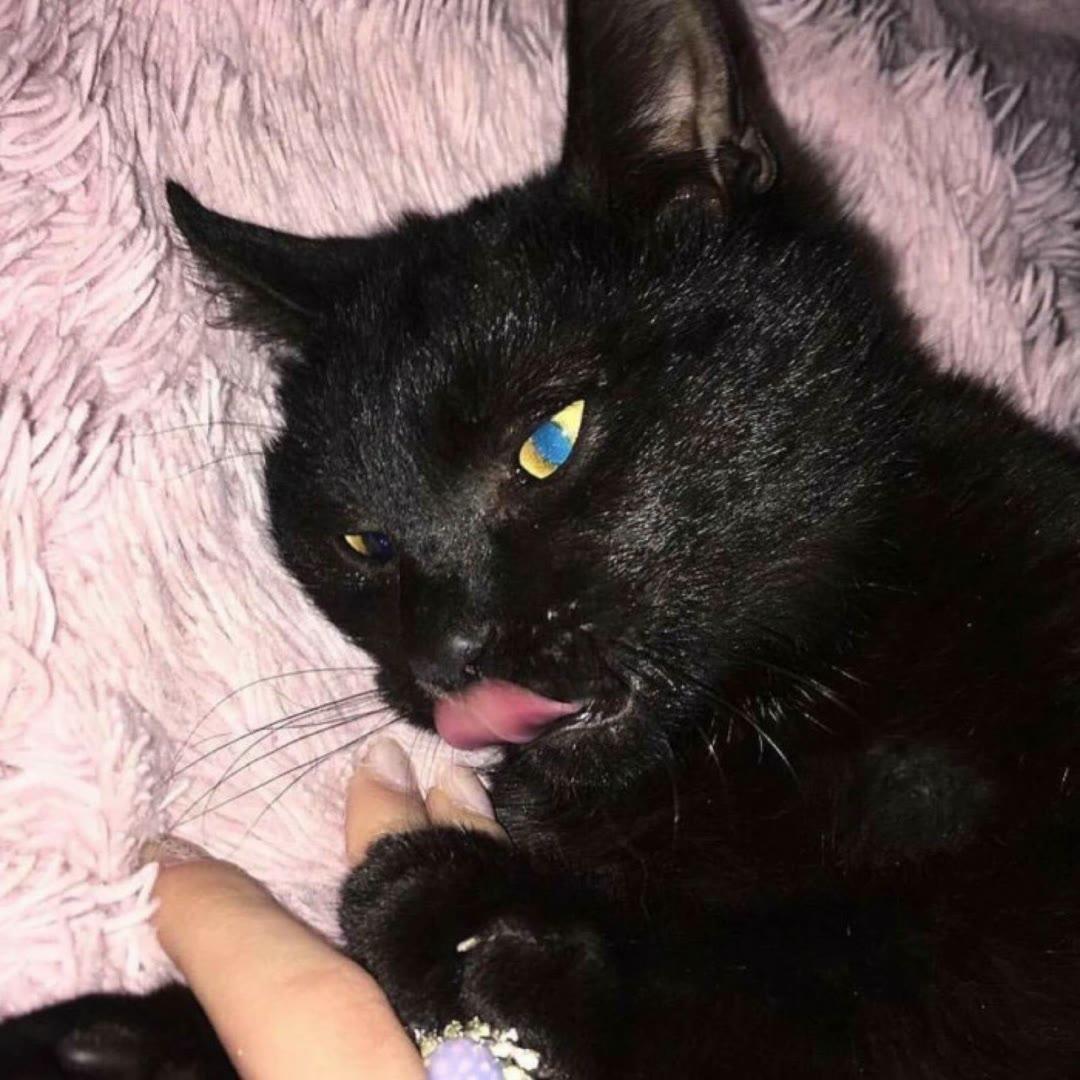 有哪些好看的黑猫头像? - 知乎