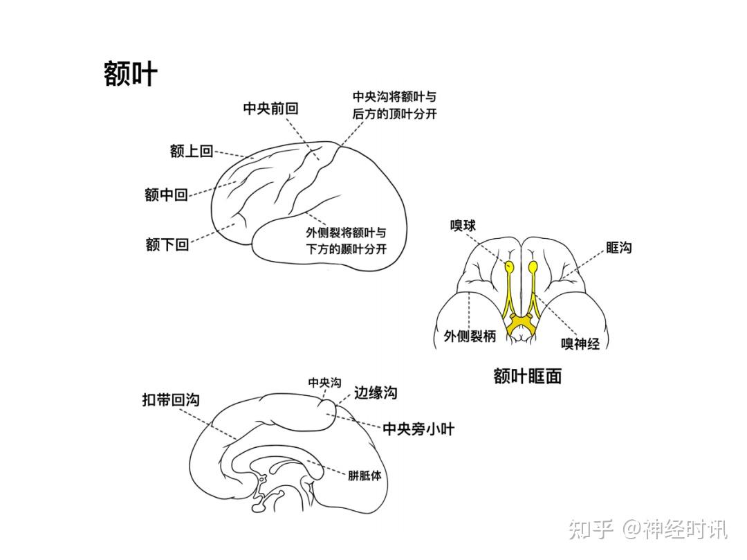 脑皮层的分叶、额叶及顶叶的结构、功能及受损表现【全了】 - 知乎