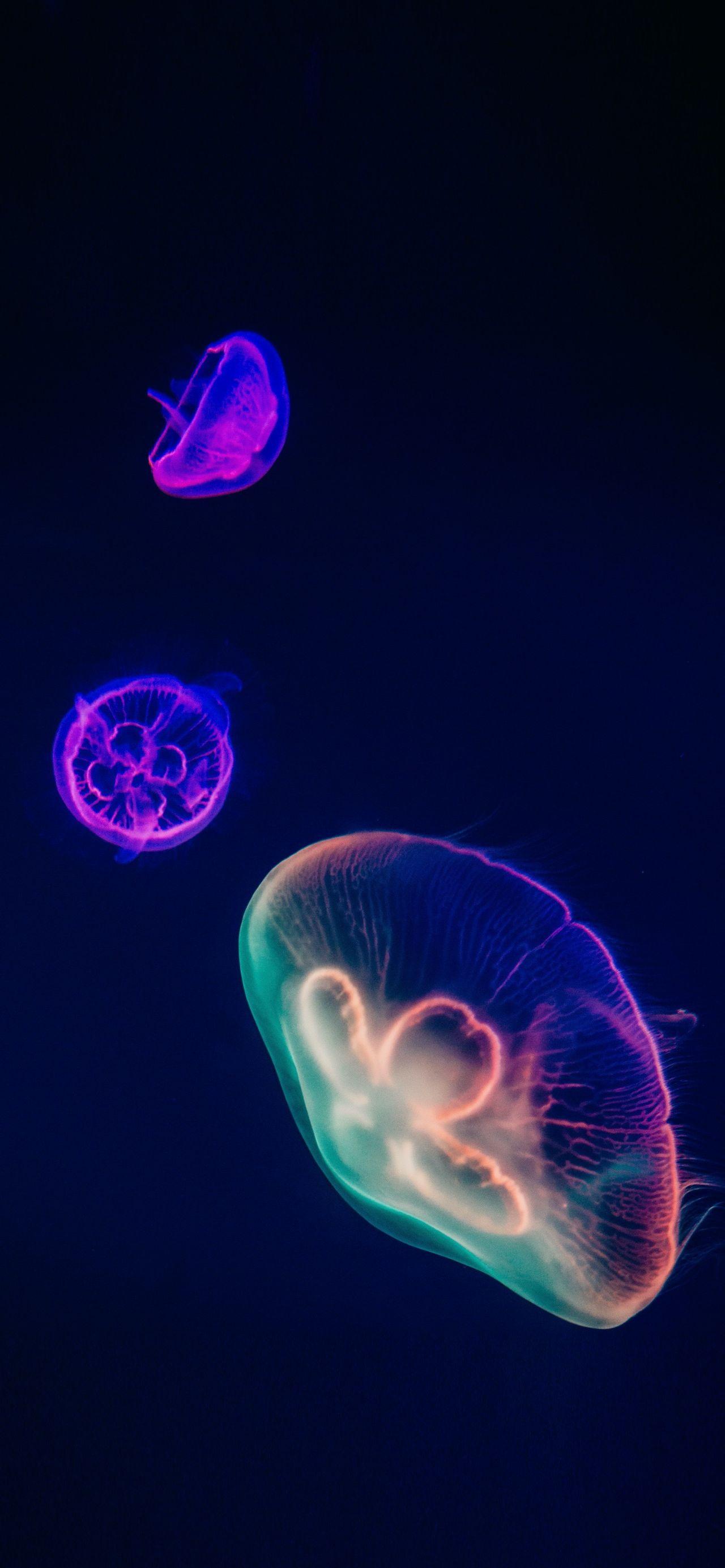 有哪些好看的的水母手机壁纸