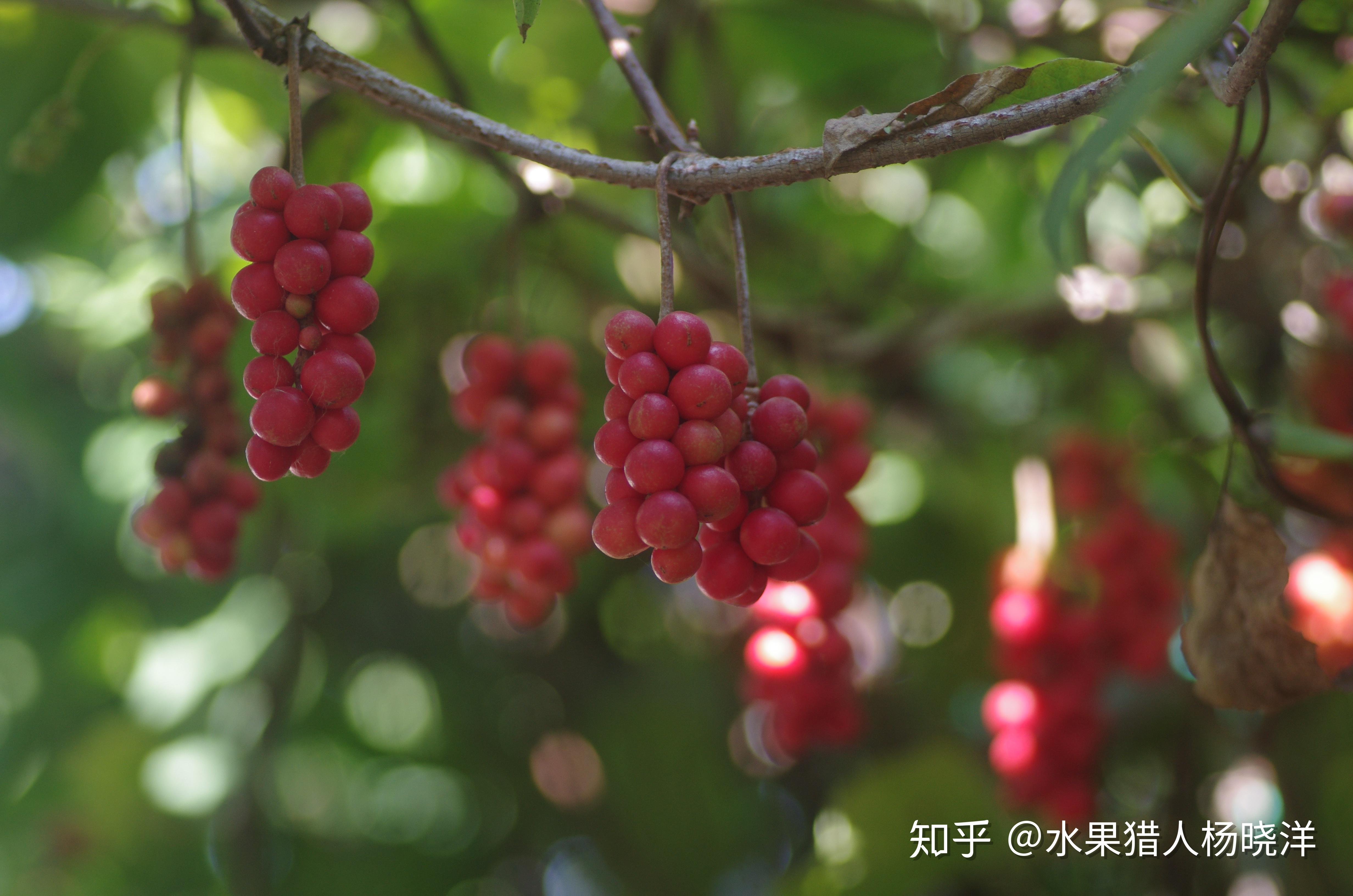 五味子-丽江园林绿化植物-图片