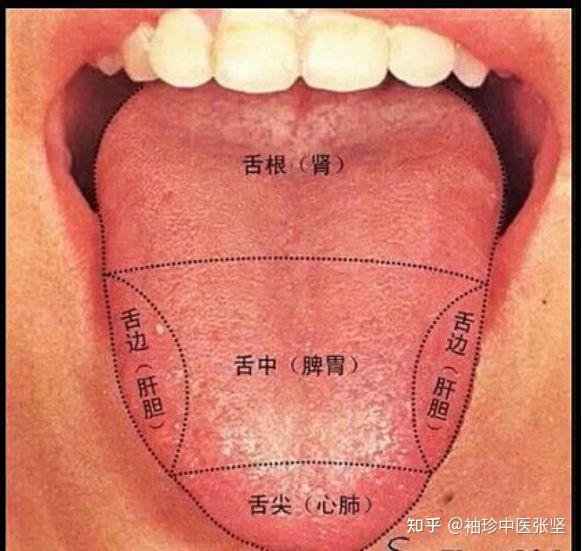 中医的脏腑心到底代表啥? - 知乎