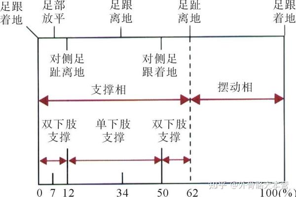 步态分析与关节活动度评定 - 知乎