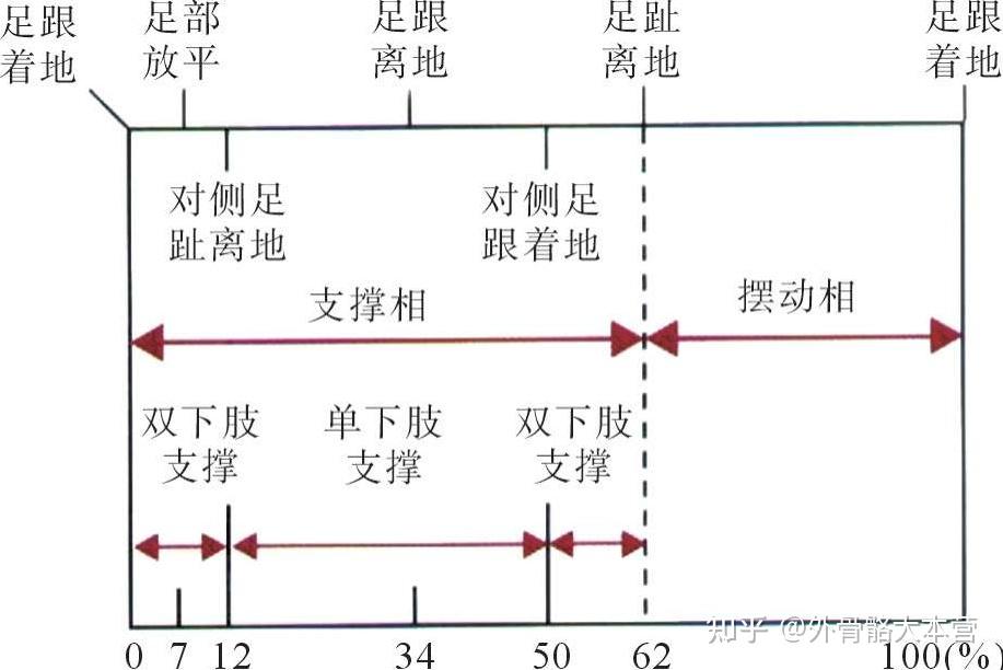 步态分析与关节活动度评定 - 知乎