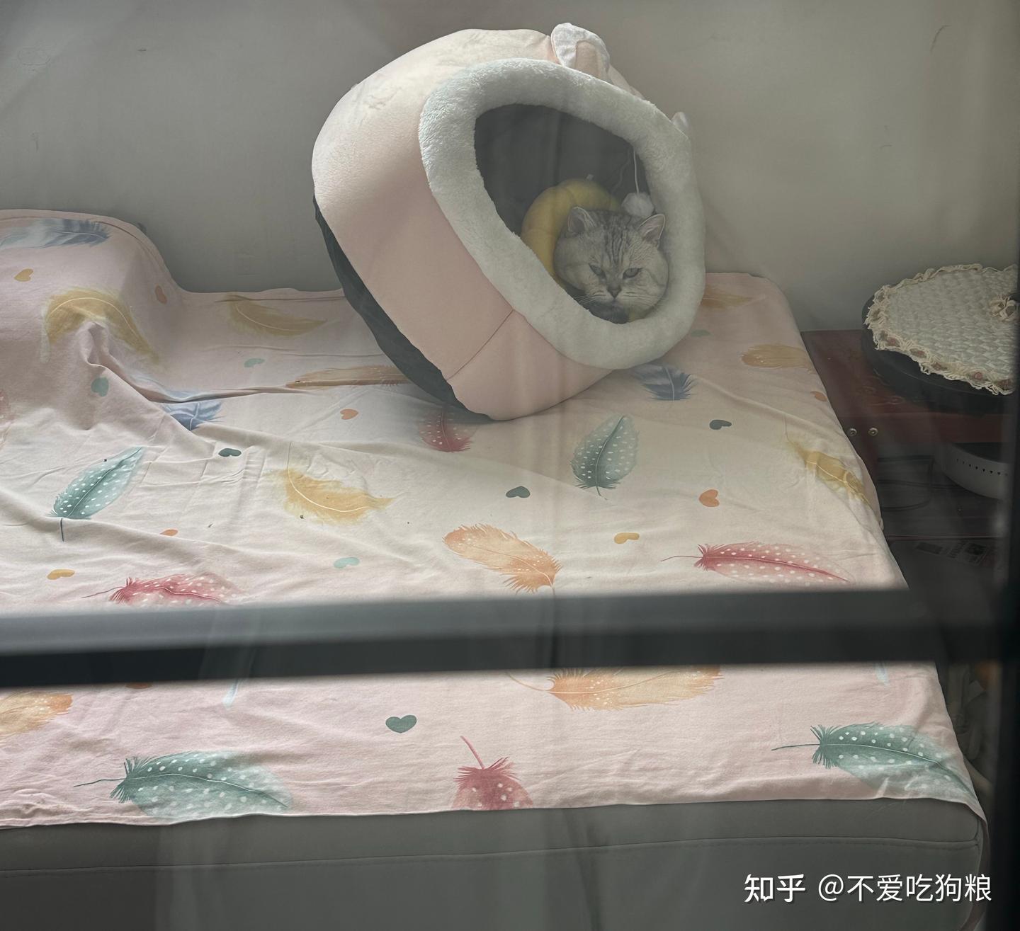 养猫到底要不要买猫窝啊?猫窝该怎么选? - 知乎