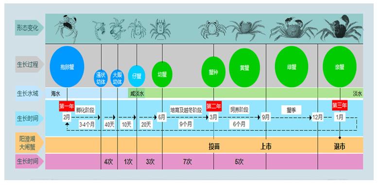 螃蟹的成长过程连图片图片