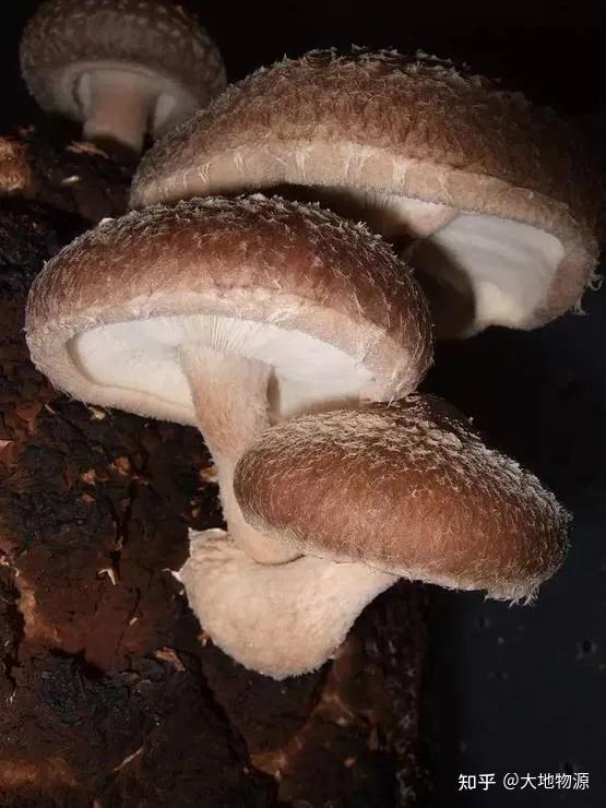 野生香菇菌伞幼时光滑,成熟后裂成鳞片状  图/wiki commons东亚是香菇