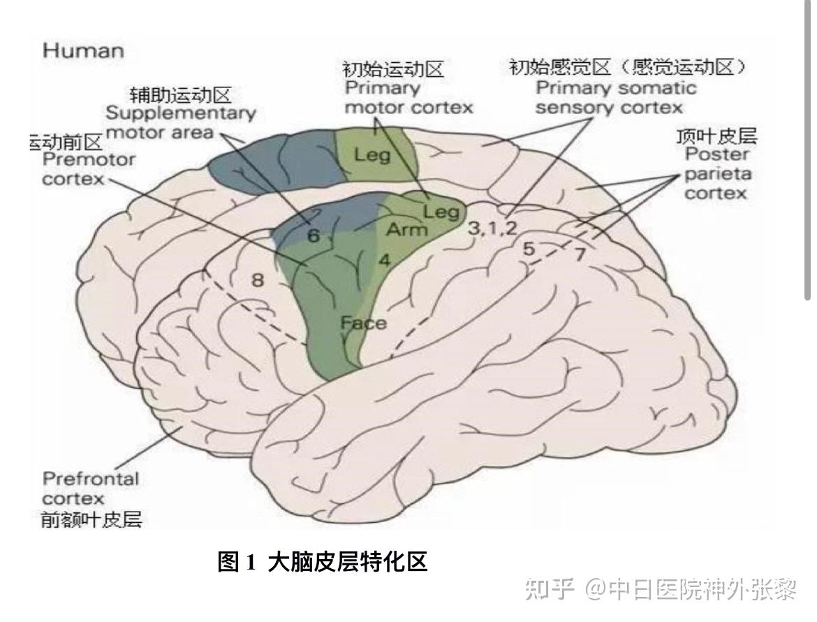 运动中枢支配区域图片