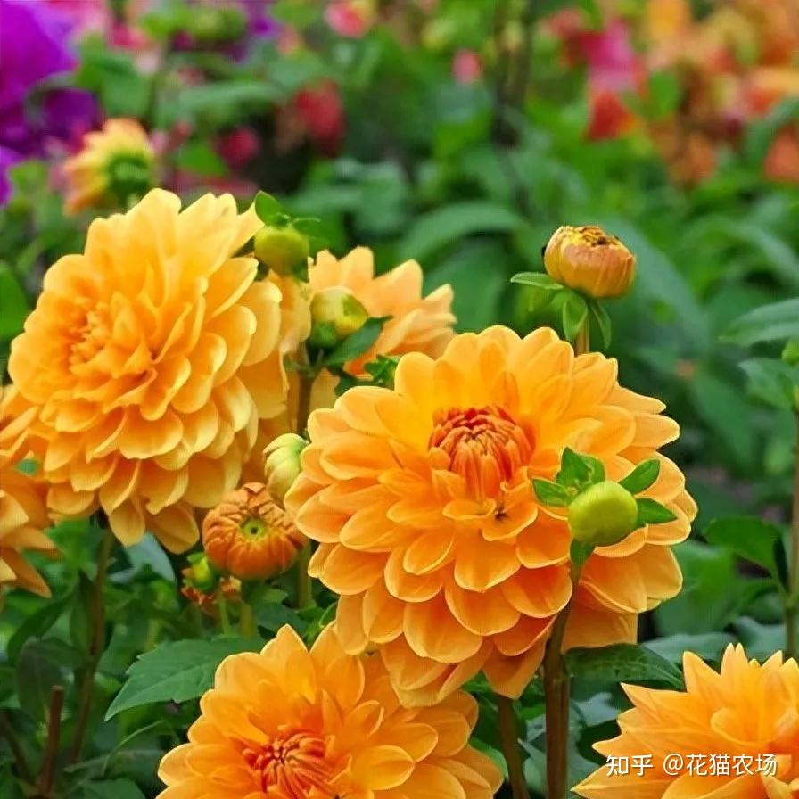 12种花境植物,让你的花园每个月都缤纷多彩 - 知乎