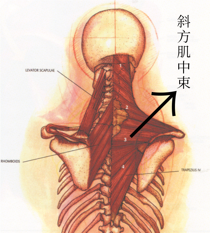 解剖列車 | 肩胛骨「x」的特殊一筆