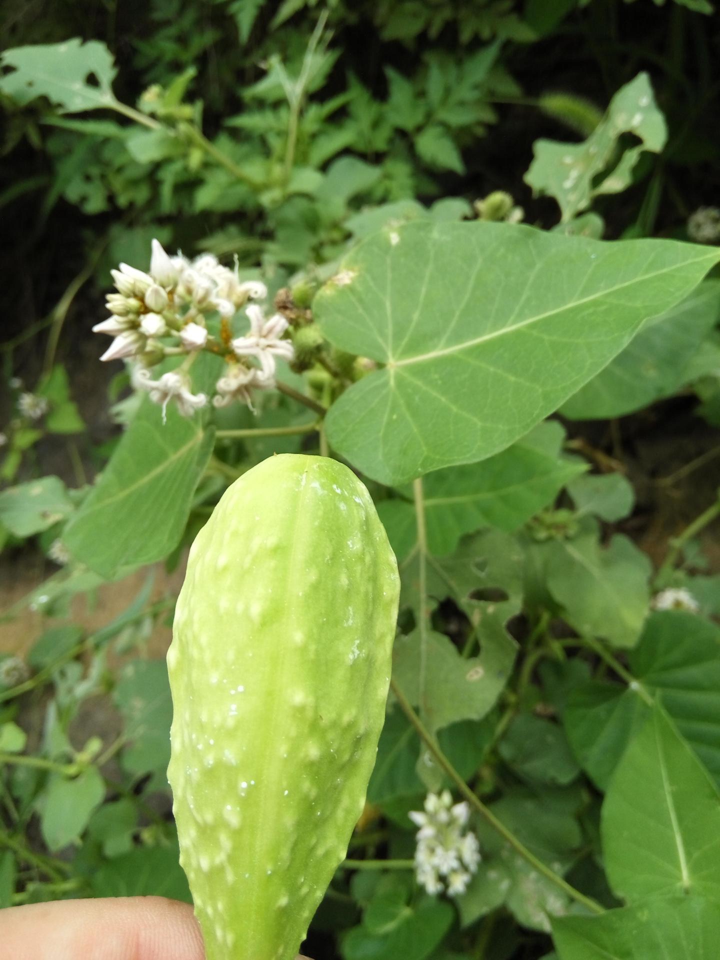 有哪些路边常见的中草药?马路边 花坛里 公园里 荒野 郊区?