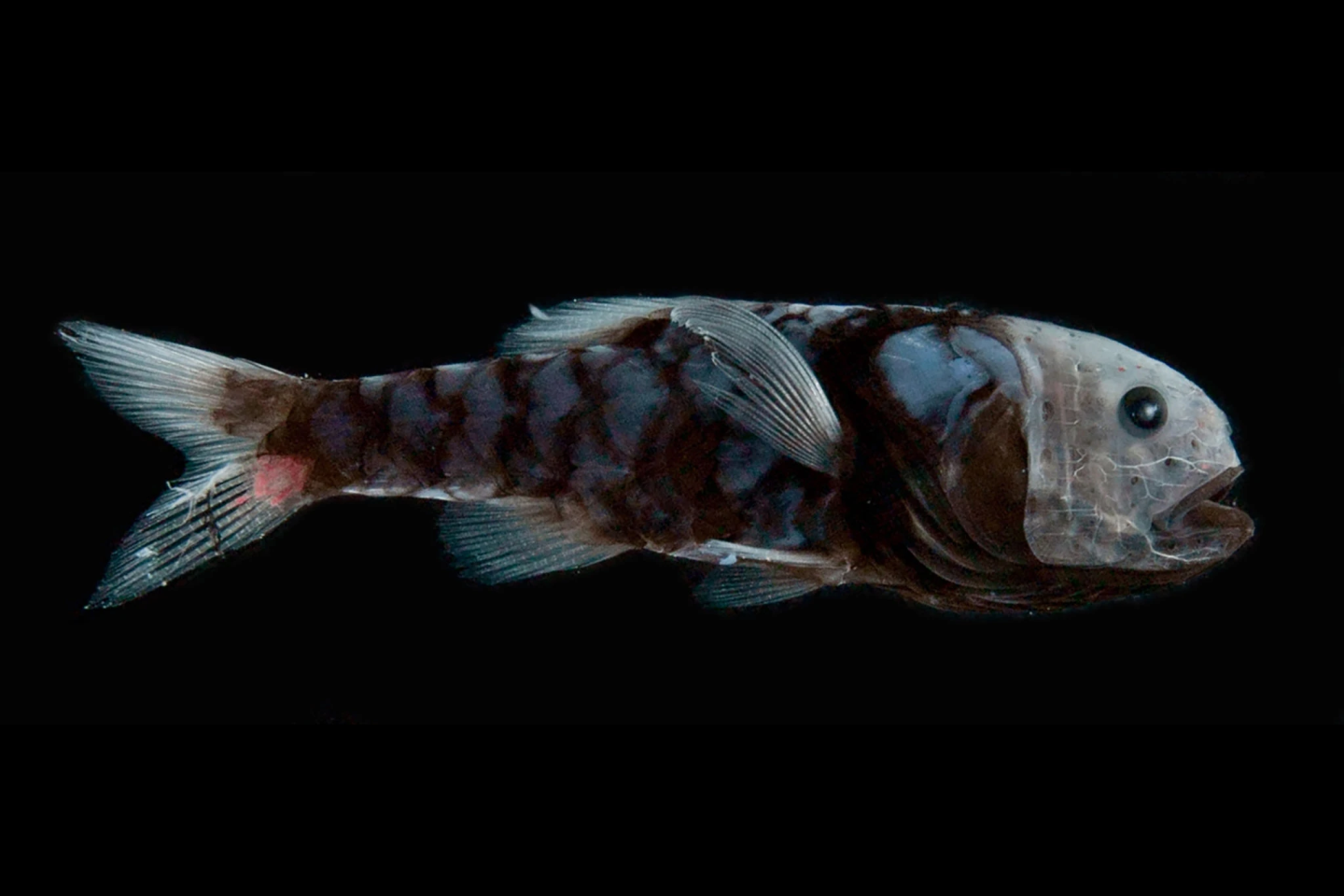 虽然黑色很酷,但很明显不是为了耍酷的.