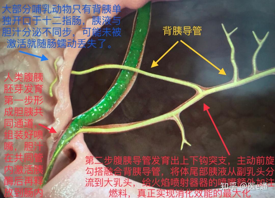 今天超声内镜一见患者胆管和主胰管分别开口在大乳头,不存在胆胰反流