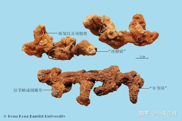 黄精(中药材资料、植物图像) - 知乎