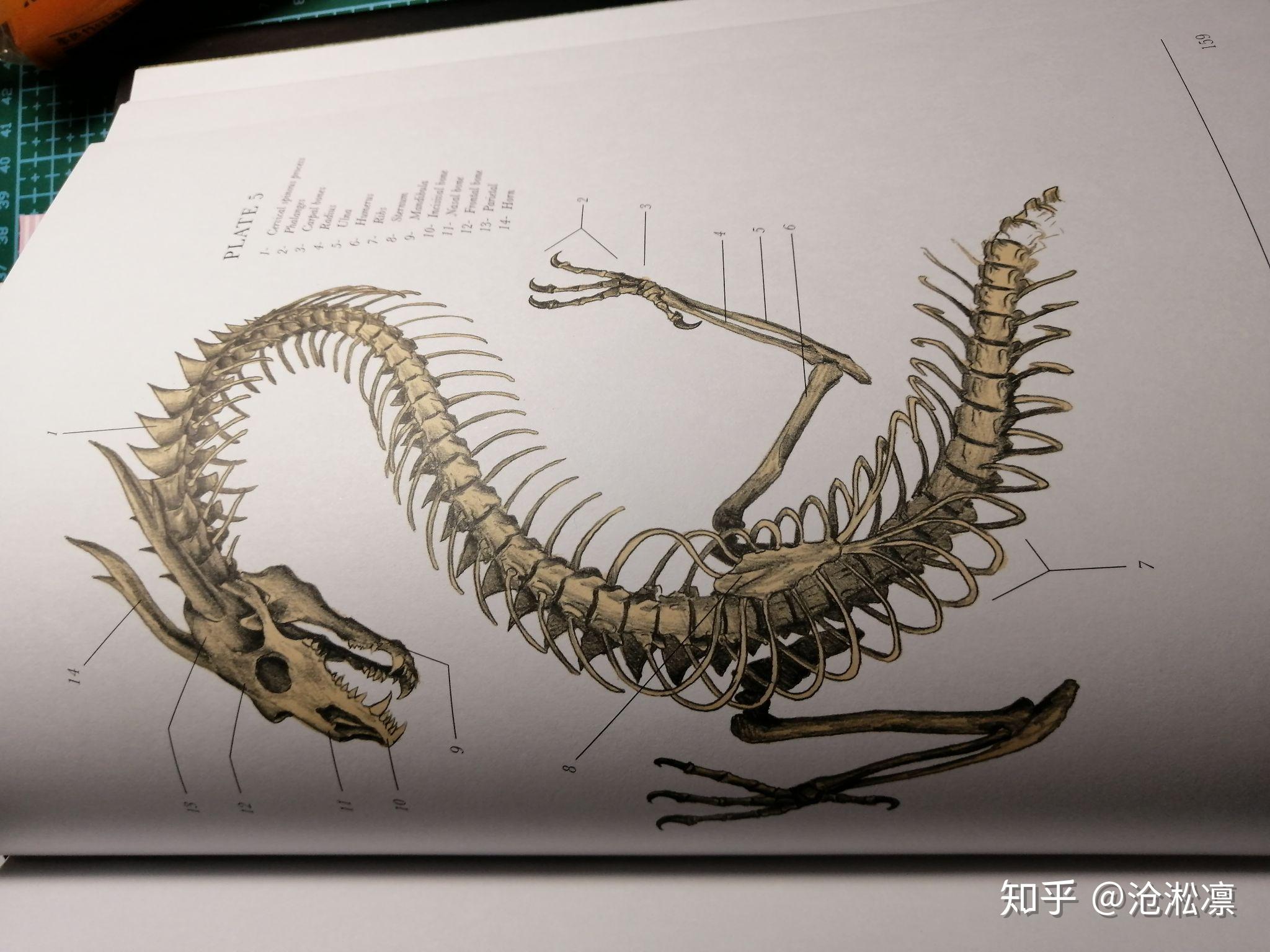 龙的生理结构是什么样的