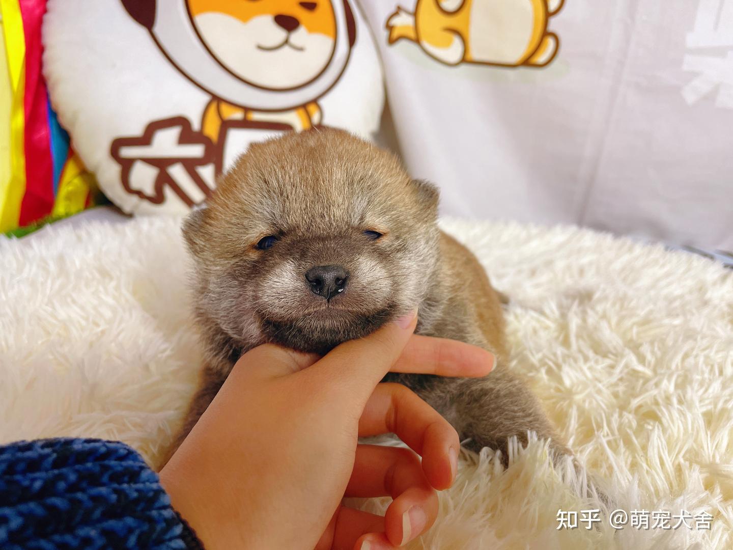 白色柴犬价格在多少？ - 知乎