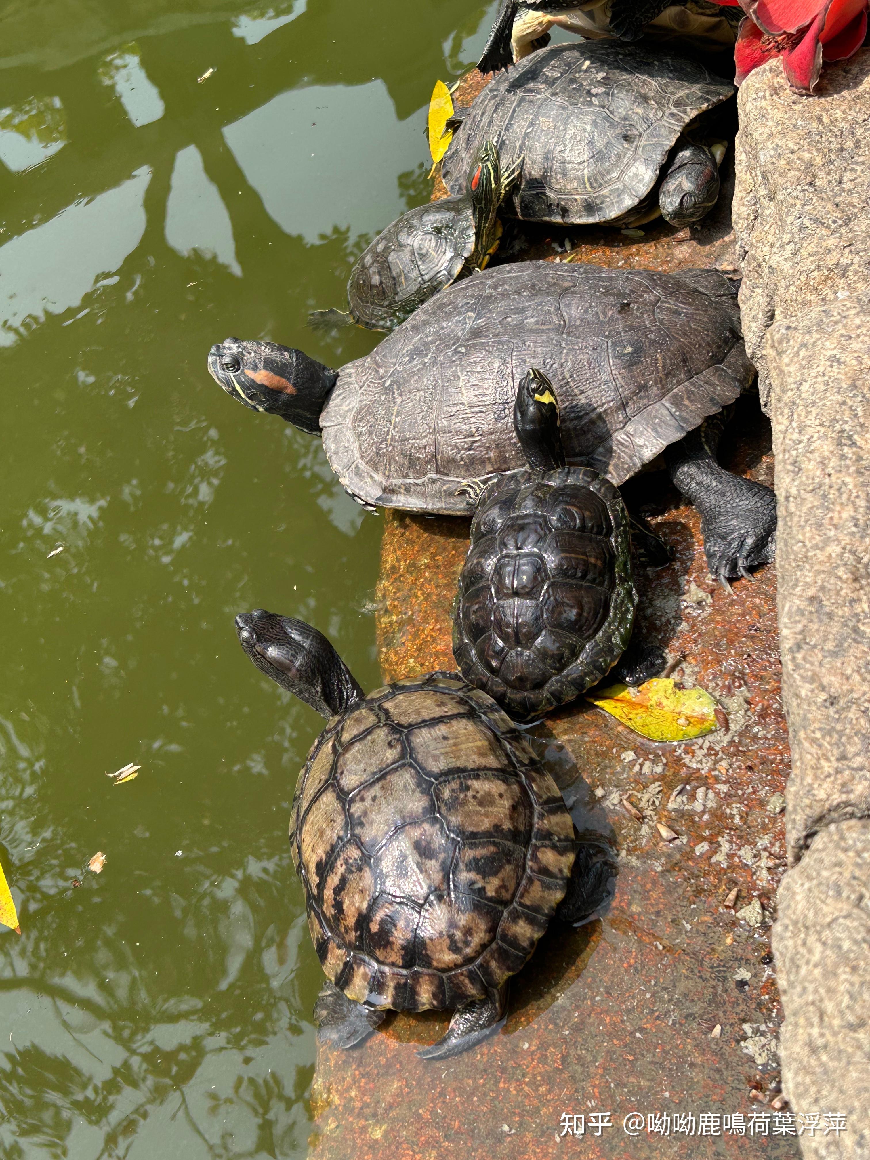 养龟需要晒背吗?