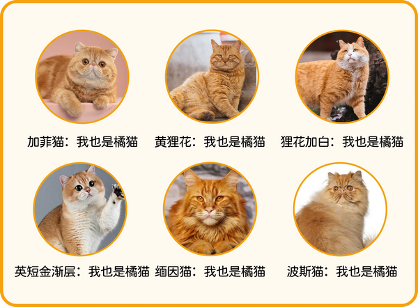 橘猫科普|橘猫世界大揭秘 - 知乎