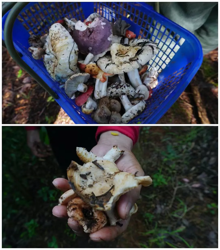 WFP季节限定招募|人类学视角下的云南菌子热,多民族物种研究 - 知乎