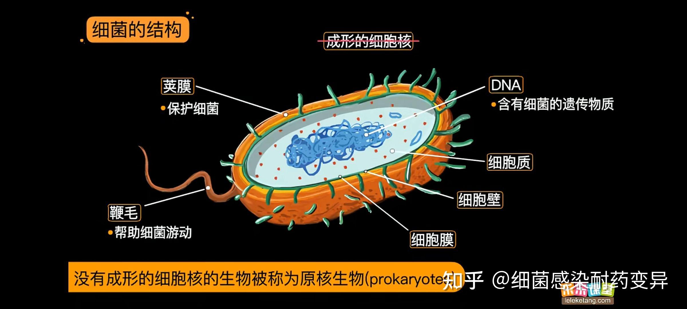 细菌结构质粒图片