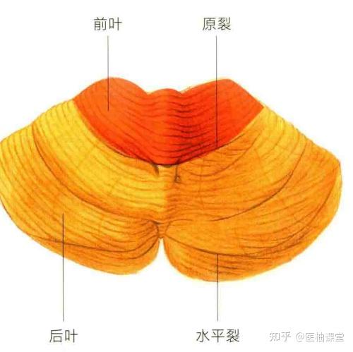 小脑表面的沟裂