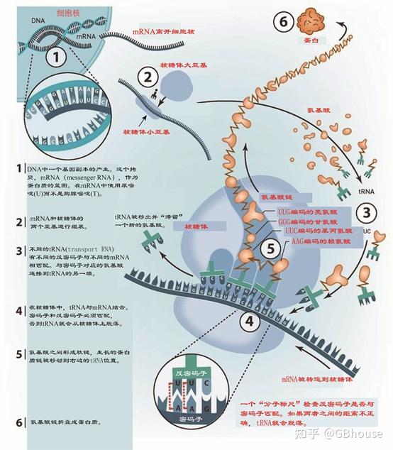 基因遗传信息传递-转录-翻译（遗传学科普篇） - 知乎