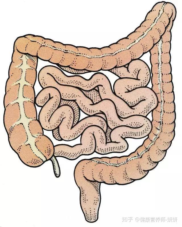 肠道健康只有肠寿才能长寿改善肠道先了解这些肠识