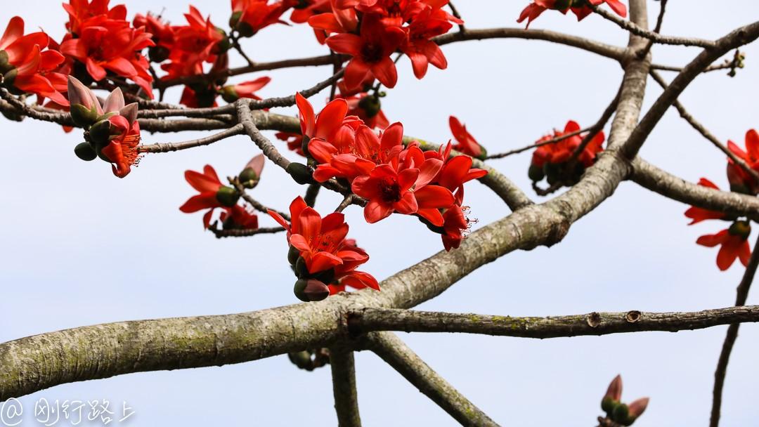 木棉花盛开到季节里 海南美景才算拉开序幕 知乎
