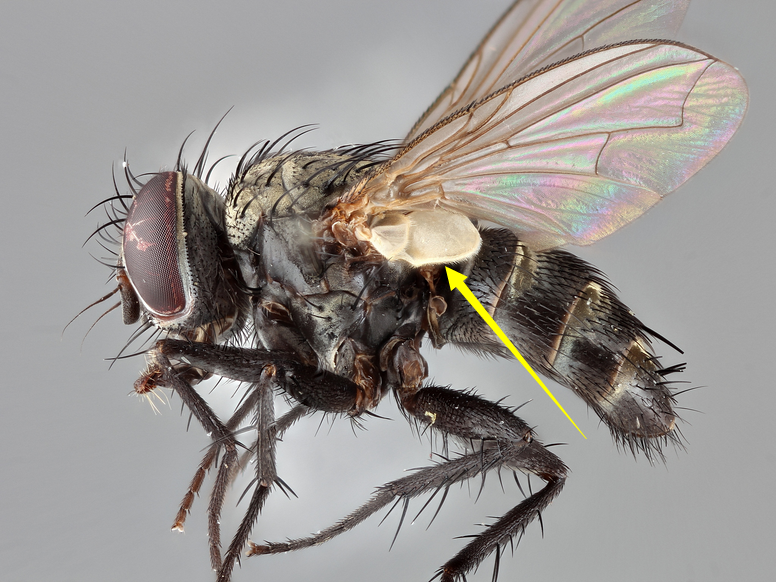 也有人用寄生蝇来防治害虫,因为一些农业害虫也是它们的寄生目标,算是