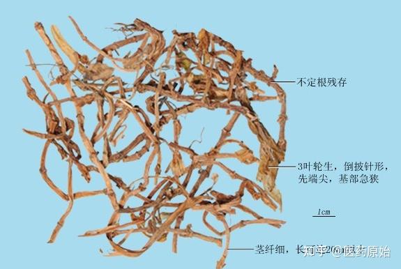 带你识别垂盆草