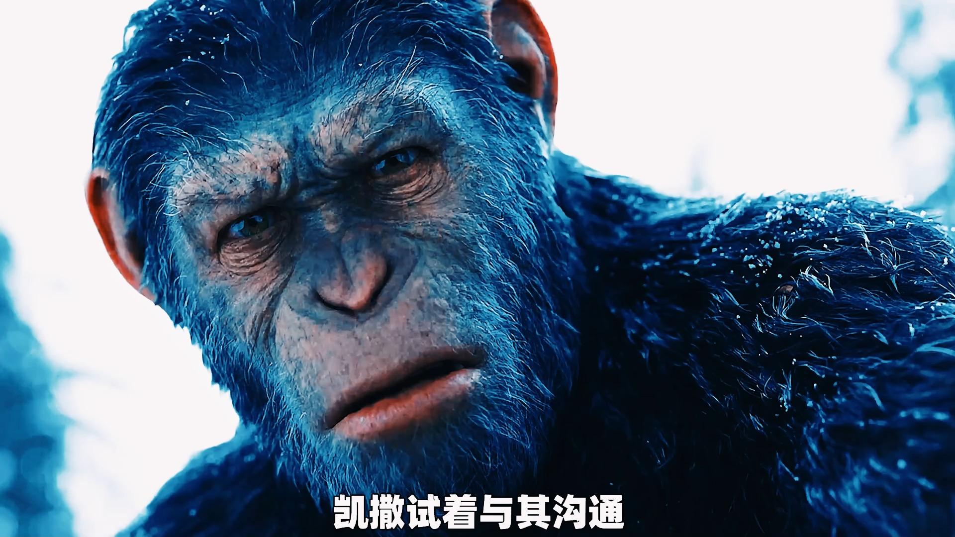 猩球崛起的凯撒为什么叫凯撒这就是原因