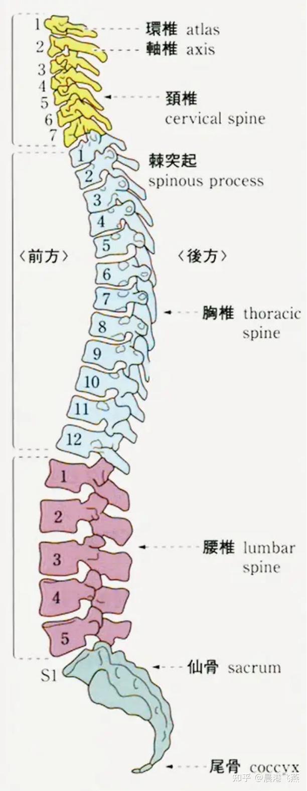 人体脊柱全息图