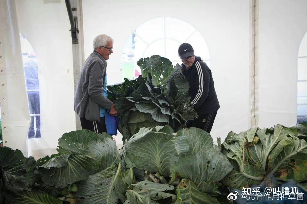 新西兰巨型土豆图片