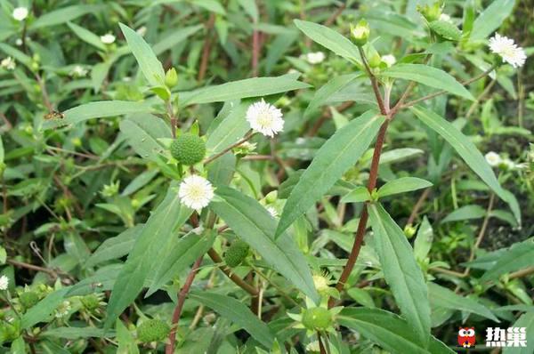 17種你以為是不知名的雜草其實是可食用的中草藥