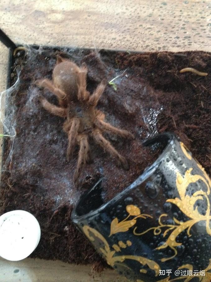 这种就属于湿度过高导致捕鸟蛛会一直趴再壁上,最后得软脚病死亡,如果