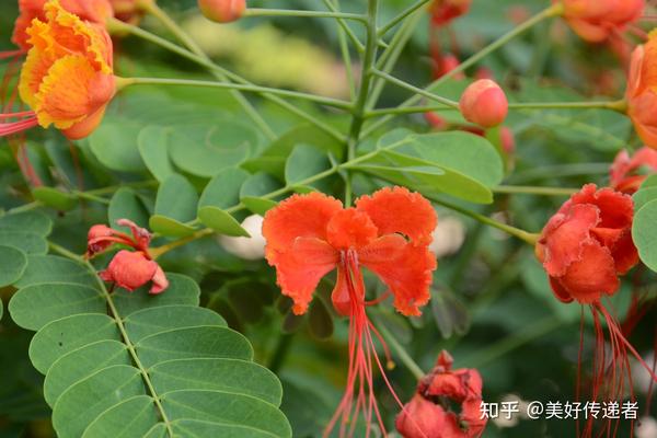 花蝴蝶 金凤花 知乎